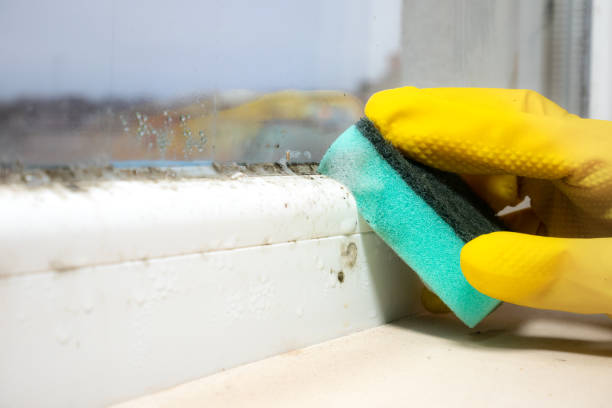 Best Mold Testing  in Merrill, WI