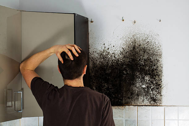 Best Toxic Mold Removal  in Merrill, WI